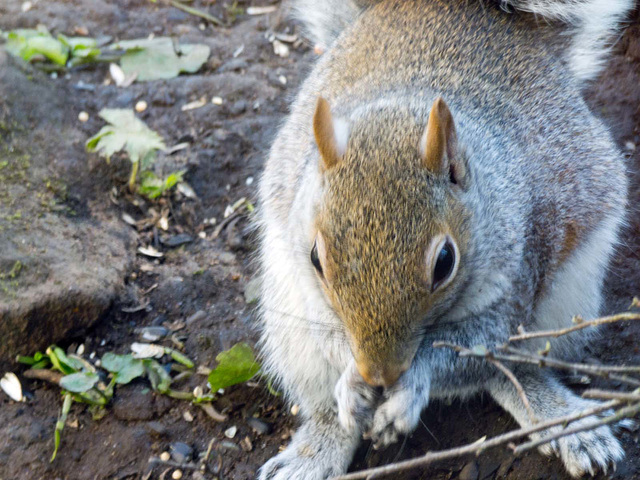 Squirrel (3)