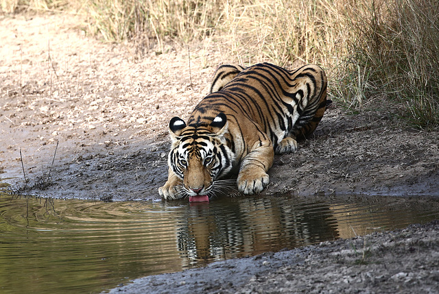 Inde.Bandhavgarh.Tigre du Bengale