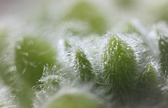 Sedum confiné