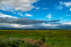 The Dee marshes