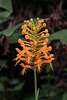 Platanthera ciliaris (Yellow Fringed orchid)