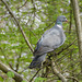 Ringeltaube im Laubwald