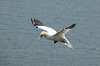 Gannet