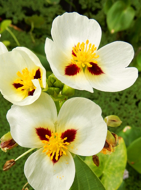 Argentinisches Pfeilkraut - Sagittaria montevidensis