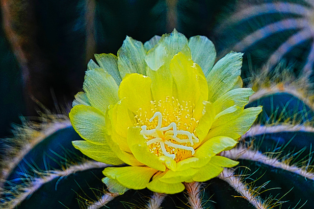 Eine stachelige Schönheit - A prickly beauty