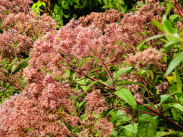 20220923 1764CPw [D~LIP] Wasserdost (Eupatorium cannabinum), UWZ, Bad Salzuflen