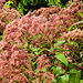 20220923 1764CPw [D~LIP] Wasserdost (Eupatorium cannabinum), UWZ, Bad Salzuflen