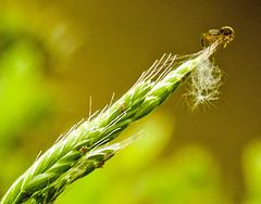 20230606 0709CPw [D~LIP] Flaum-Trespe (Bromus hordeaceus agg), Spinne, Bad Salzuflen