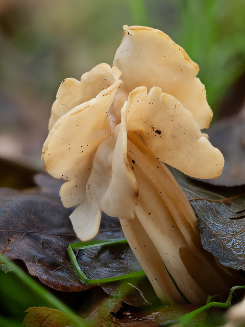 Herbstlorchel