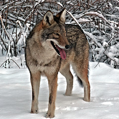 Urban coyote Urban coyote