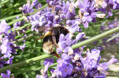 A busy bee on lavender