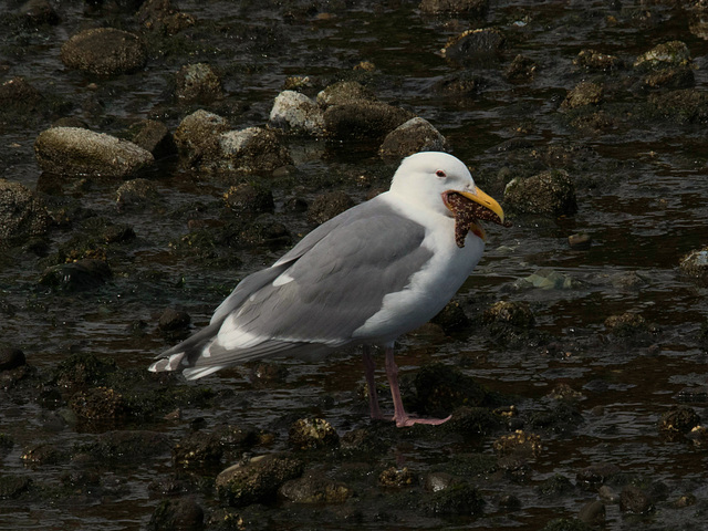 Glaucous-Winged Gull