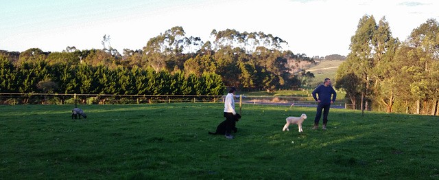 ball time for dogs & lambs