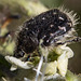 20170518 3114VRAw [A+H] Trauer-Rosenkäfer (Oxythyrea funesta), Neusiedler See