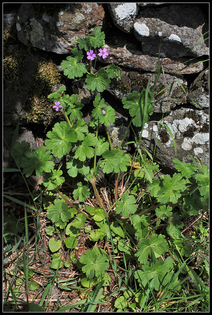 Geranium pyrenaicum (1)