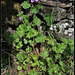 Geranium pyrenaicum (1)