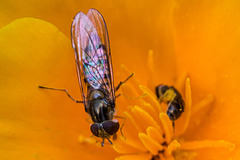 20170704 3468VRMw [D~LIP] Mohn, Insekt, Bad Salzuflen