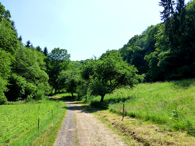 DE - Rhens - On the Wolfsdelle trail