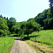 DE - Rhens - On the Wolfsdelle trail