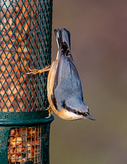 Nuthatch