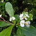 02 BGD Euphorbia milii hybr. Alba