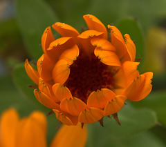 Marigold