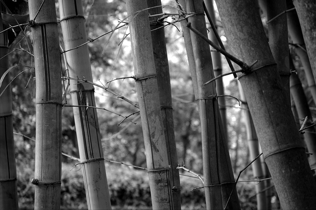 Bamboo Forest (BW)