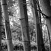 Bamboo Forest (BW)