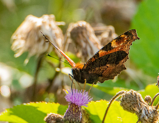 Tortoishell butterfly