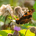 Tortoishell butterfly