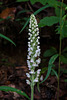 Goodyera pubescens (Downy Rattlesnake Plantain orchid)