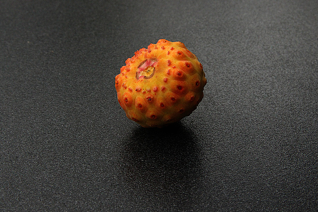 Frucht von Cornus Kousa (Japanischer Hartriegel)