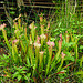 20220923 1765CPw [D~LIP]  Schlauchpflanzen (Sarracenia), [Trompetenpflanze] [Trompetenblatt], UWZ, Bad Salzuflen