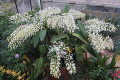 'King Orchid' Dendrobium speciosum