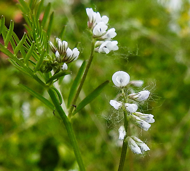 20230606 0712CPw [D~LIP] Behaarte WICKE (Vicia hirsuta), Bad Salzuflen