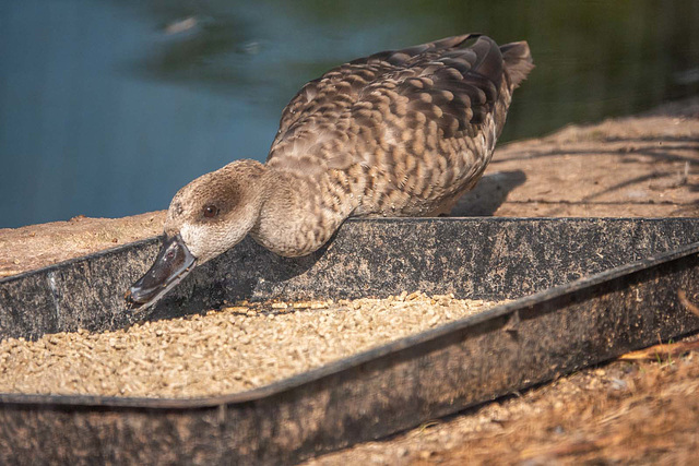 Marbled teal