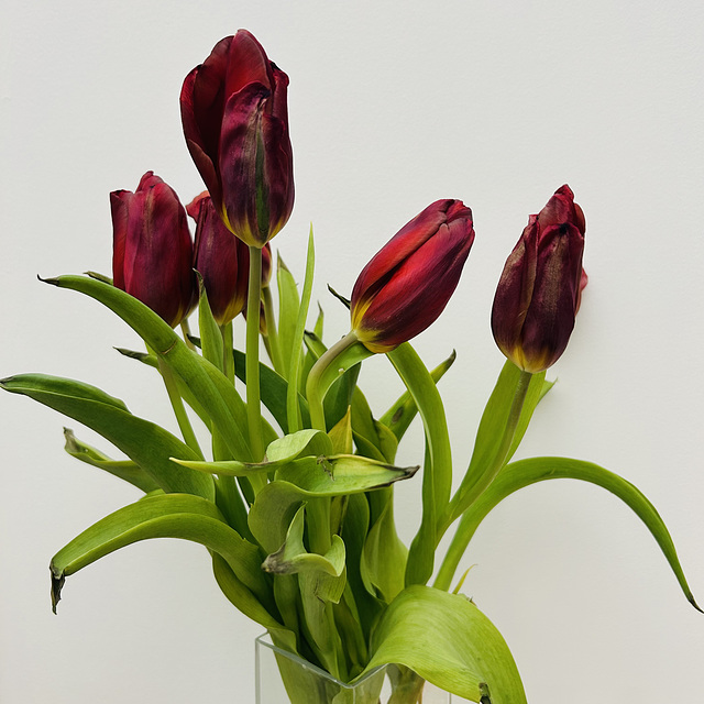 Five tulips. For you.