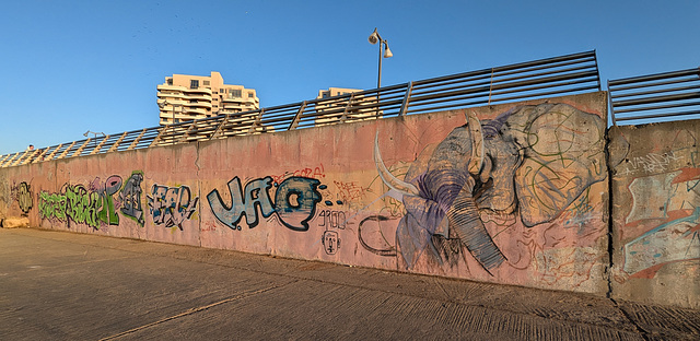 Cornes et trompe / Elephant horns & trunk