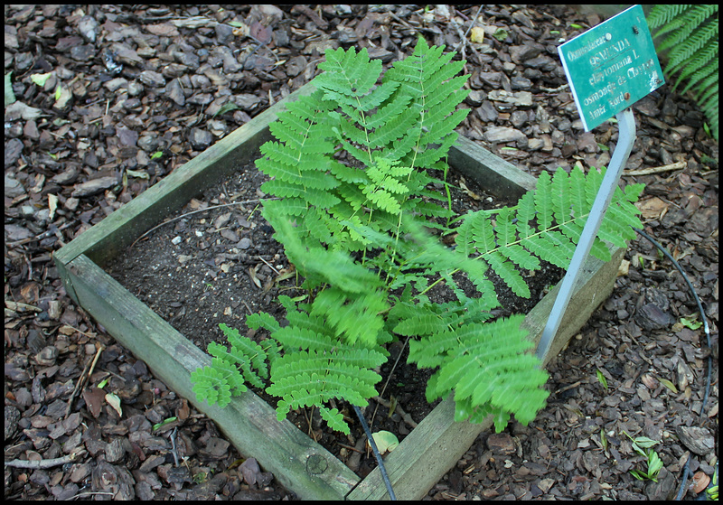 Osmonda claytoniana (2)