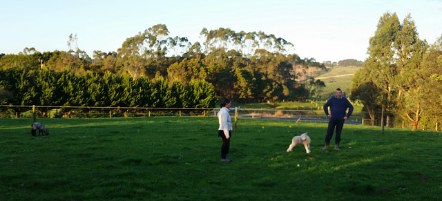 ball time for dogs & lambs