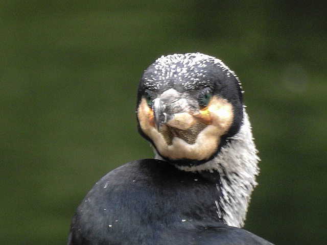 20170426 0665CPw [D~BI] Kormoran, Tierpark Olderdissen, Bielefeld