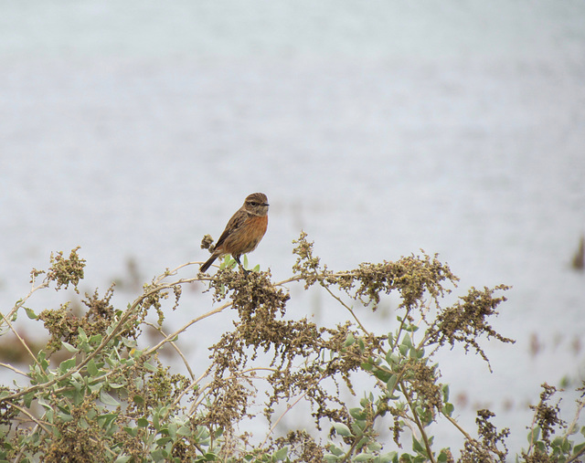 Female Stonechat, Alvor Estuary (2015)