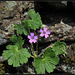 Geranium pyrenaicum (2)