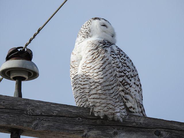 Snowy Owl female