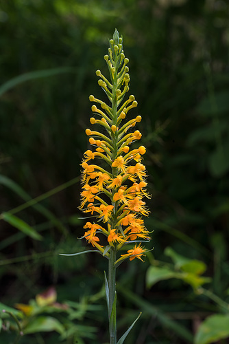 Platanthera cristata (Crested Fringed orchid)