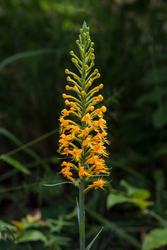 Platanthera cristata (Crested Fringed orchid)