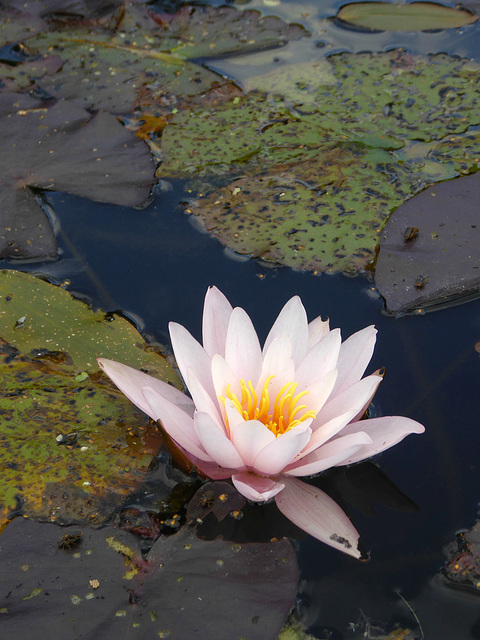 Nymphaea