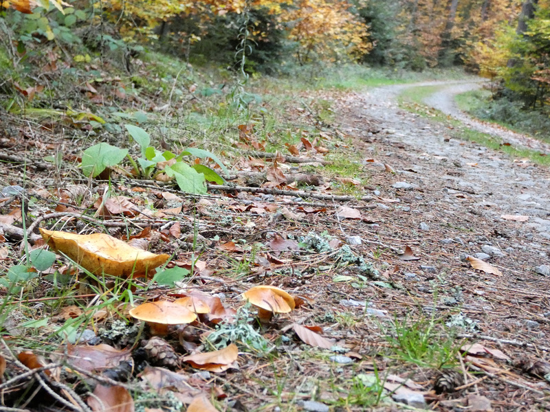 Pilze am Weg zu den Drei-Kreuz