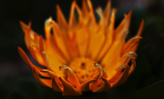 Marigold....On Fire!