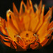 Marigold....On Fire!